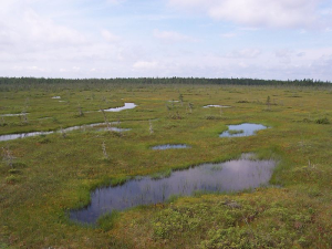 Peat bog - Credit to Boréal